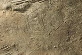 Cruziana (Fossil Trilobite Trackway) Plate - Morocco #251788-1